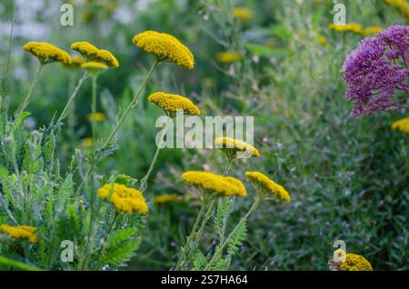 Achillea filipendulina „Goldplatte“. Krautige Staude, 1,2 m hoch, mit federgrünen Blättern und großen flachen Köpfen aus kleinen, tiefgoldgelben Blättern. UK Stockfoto