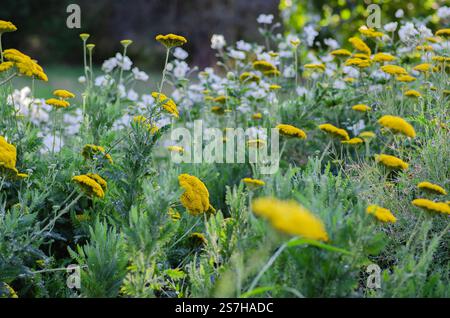 Achillea filipendulina „Goldplatte“. Krautige Staude, 1,2 m hoch, mit federgrünen Blättern und großen flachen Köpfen aus kleinen, tiefgoldgelben Blättern. UK Stockfoto