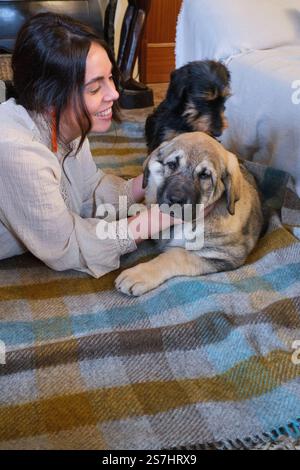 Frau, die auf Teppich liegt und spanischen Mastiff-Welpen und yorkshire-Terrier kuschelt Stockfoto