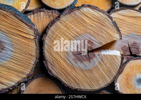 Querschnitt eines Apfelbaums, Nahaufnahme, Draufsicht Stockfoto