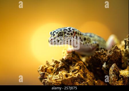Leopard Gecko auf Baumstumpf mit Sonnenschein im Hintergrund Stockfoto