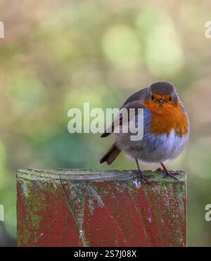 Erithacus rubecula Europäischer rotkehlchen, der auf einem hölzernen Gartenzaun sitzt und in die Kamera blickt. Stockfoto