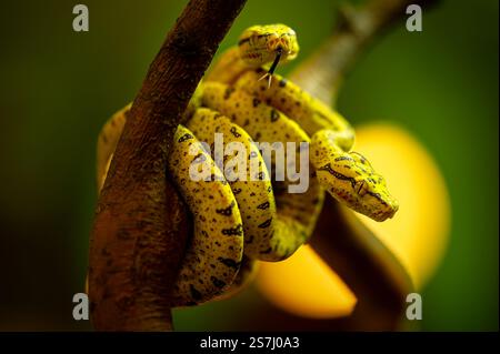 Zwei leuchtende Baby Green Tree Pythons auf Branch Stockfoto