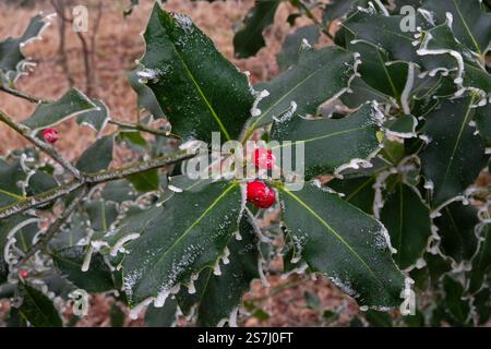 Stachelige Blätter und rote Beeren eines Stechpalmenstrauchs im Winter, Eiskristalle an den Blatträndern Stockfoto