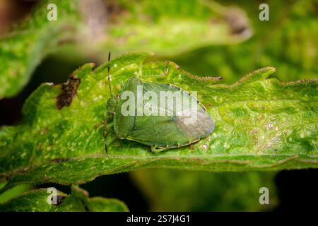Ein gut getarnter grüner Schildkäfer (Palomena prasina), der auf einem Blatt thront. Fotografiert in Hawthorn Hive, Nordosten Großbritanniens Stockfoto