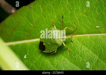 Ein gut getarnter grüner Schildkäfer (Palomena prasina), der auf einem Blatt thront. Fotografiert in Hawthorn Hive, Nordosten Großbritanniens Stockfoto