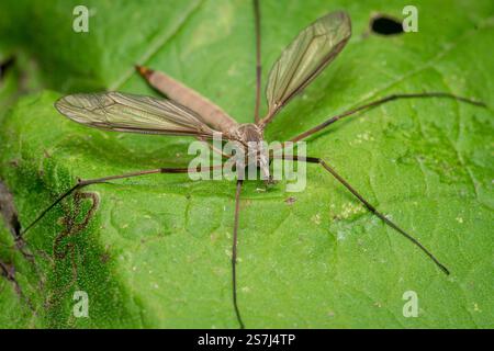 Großaufnahme eines großen Kranefels, der auf einem Blatt mit ausgestreckten Beinen liegt. Fotografiert in Hawthorn Hive, Nordosten Großbritanniens Stockfoto
