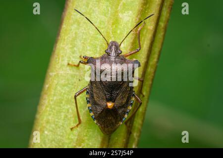 Ein rotbeiniger Schildkäfer (Pentatoma rufipes), auch Waldkäfer genannt, klettert auf Pflanzenstamm. Fotografiert im Hawthorn Hive in der Nähe von Seaham, Großbritannien Stockfoto