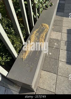Vogelfutter auf der Straße vor dem Bürgersteig der Wohnung. Übrig Geblieben Stockfoto