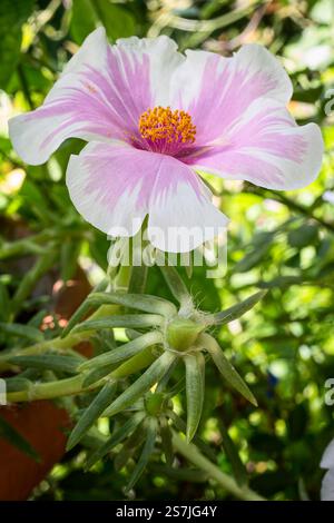 Portulaca cv. Samba Pink Bicolor; Moosrose; zweifarbige weiße rosa Blume Stockfoto