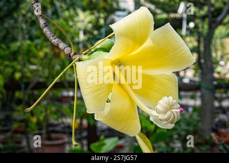 Weißer Seidenbaum (Ceiba insignis = Chorisia insignis), Malvaceae. Flaschenbaum, Dornrinde, Zierpflanze, gelbe Blume. Stockfoto