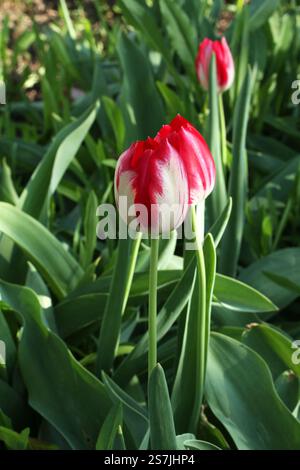 Rot mit weißen Tulpen vor grünem Gras Hintergrund im Garten. Nahaufnahme Stockfoto