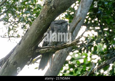 Ein Tawny Anglermauss, das auf einem Baumzweig in einem üppigen grünen Wald während der späten Nachmittagsbeleuchtung ruht Stockfoto