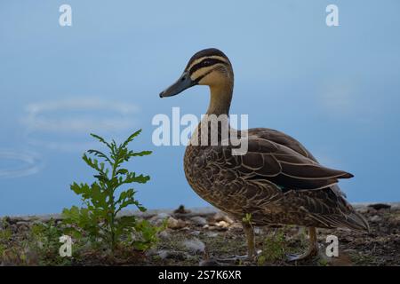 Die Ente steht am Ufer des Wassers und zeigt ihre Federn und ihren natürlichen Lebensraum in der Nähe eines ruhigen Sees Stockfoto