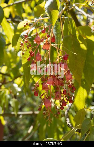 Dieser Illawarra Flame Tree ist ein wunderschöner Baum mit rosa und roten Blüten auf üppig grünem Laub, fotografiert im gefilterten Sonnenlicht. Stockfoto