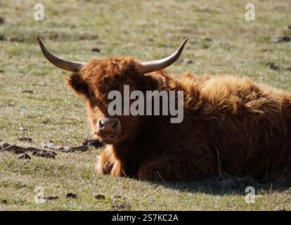 Ein junges Highland-Kalb, das neugierig auf die Kamera blickt und seine Zunge leicht herausstochen lässt, während es auf dem Gras liegt. Stockfoto