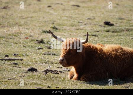 Die Hochlandkuh ruht friedlich auf einer grasbewachsenen Wiese unter hellem Sonnenlicht in der Nähe des Weidegebiets Stockfoto