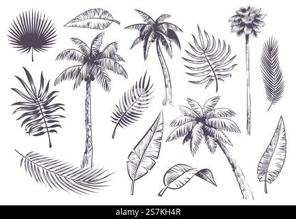 Zeichnen Sie Palmen und Blätter. Hand gezeichnet tropische Palmen und Blatt, schwarze Linie Silhouette exotische Pflanzen hawaii natura, Gravur Vektor Strand Landschaft Set. Zeichnen Sie Palmen und Blätter. Hand gezeichnet tropische Palmen und Blatt, schwarze Linie Silhouette exotische Pflanzen hawaii natura, Gravur Vektor Set Stock Vektor