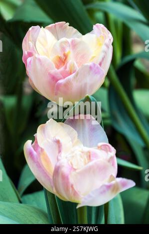 Nahaufnahme der Tulpe Creme Upstar eine weiche gelbe und rosa Tulpe, die im Spätherfrühlingssommer blüht, Eine doppelte spät blühende Tulpe der Division 11 Gruppe Stockfoto