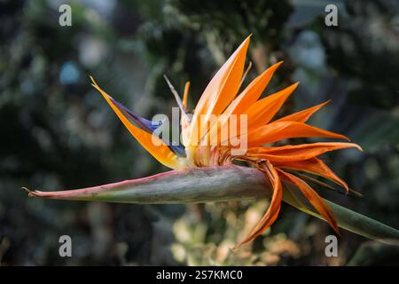 Nahaufnahme der lebendigen Paradiesvogel-Blume Stockfoto