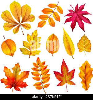 Realistische Herbstblätter. Herbstorange Laub aus Kastanienholz und Ahorn. Eiche und Asche, Linde und Birkenblatt isolierter Vektor bunter Hintergrund Pflanze Baum Set. Realistische Herbstblätter. Herbstorange Laub aus Kastanienholz und Ahorn. Eiche und Asche, Linde und Birkenblatt isoliertes Vektorset Stock Vektor