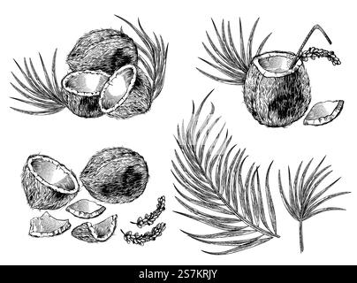 Gravierte Illustration von Kokosnüssen, Palmblättern und Cocktails. Vektor-Hand gezeichnete Skizze von tropischen Speisen, Getränken und Blumen im Vintage-Ätzstil isoliert auf weißem Hintergrund. Gravur von Kokos-, Cocktail- und Palmblättern Stock Vektor