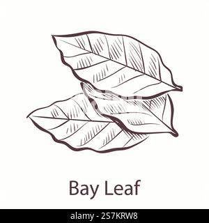 Lorbeerblatt. Eingravierte Einzelillustration mit Lorbeerwürz, pflanzlicher botanischer Skizze, Kochsymbol für Etiketten und Pakete Restaurant- oder Café-Menü. Von Hand gezeichnetes isoliertes Vektor-Element. Lorbeerblatt. Gravierte Illustration mit Lorbeerwürz, botanischer Skizze, Kochsymbol für Etiketten und Pakete Restaurant- oder Café-Menü. Vektorisoliertes Element Stock Vektor