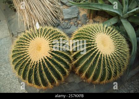 Zwei Golden Barrel Kakteen im Desert Garden Stockfoto