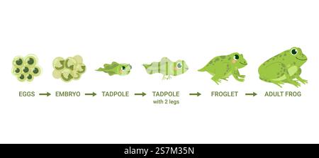 Lebenszyklus des Frosches. Eiermassen, Kaulquappe, Frosch, Froschmetamorphose. Wilde Wassertiere, Evolutionsentwicklung Kröten Cartoon-Vektordiagramm. Illustration Amphibien, Froschentwicklung. Lebenszyklus des Frosches. Eiermassen, Kaulquappe, Frosch, Froschmetamorphose. Wilde Wassertiere, Evolutionsentwicklung Kröten Cartoon-Vektordiagramm Stock Vektor