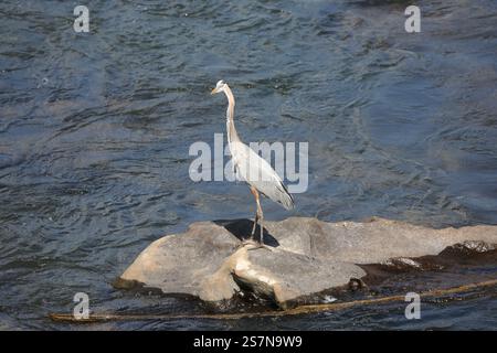 Großes blaues Heroin auf Felsen im James River in Richmond, Virginia. Dieser große Watvogel lebt in Feuchtgebieten und offenen Wasserstraßen. Stockfoto