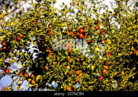 Apfelbaum, Bayern, Deutschland Stockfoto