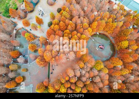 Luftaufnahme des Zypressenwaldes bei Houli in Taichung City, Taiwan Stockfoto