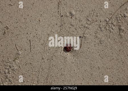 Kleiner glatter, abgerundeter brauner Stein mit mehreren Erosionslöchern, die am Sandstrand liegen Stockfoto