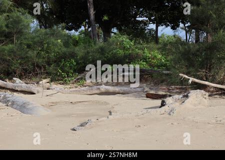 Verschiedene Treibholzstücke, die an der bewaldeten Uferlinie gestapelt und teilweise in weichem Strandsand vergraben sind Stockfoto