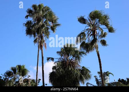 Drei große Handflächen vor klarem tiefblauem Himmel Stockfoto