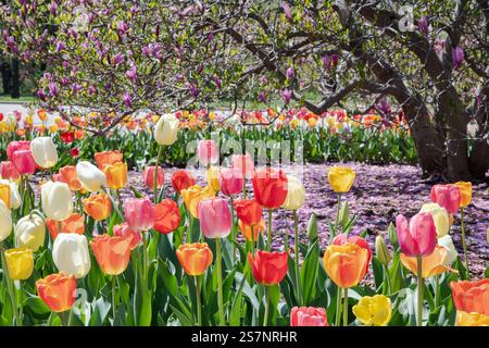 Farbenfrohe Auswahl an rosa und gelben Tulpen vor dem lila Magnoienbaum. Stockfoto