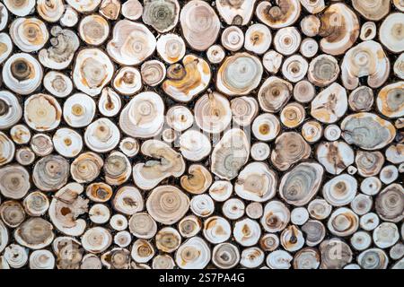Hölzerner Hintergrund. Holzquerschnitt. Nahaufnahme einer runden Baumscheibe mit Jahresringen und Rissen. Natürliche organische Textur. Flache Oberfläche. Ansicht schließen Stockfoto