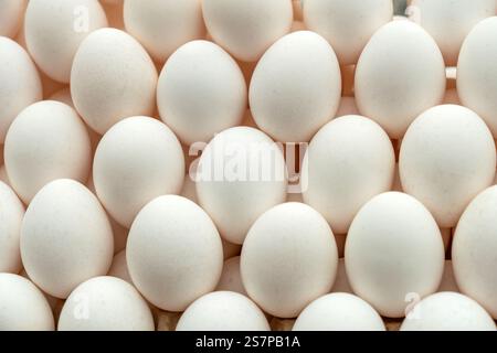 Weiße Hühnereier auf Holzchips. Ostern. Viele Eier auf der Theke im Laden Stockfoto