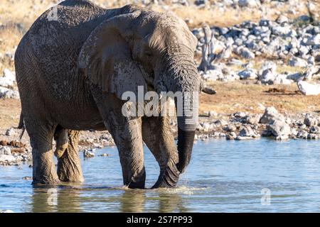 Telephoto eines afrikanischen Elefanten Loxodonta Africana, der aus einem Wasserloch im Etosha-Nationalpark in Namibia trinkt. Stockfoto