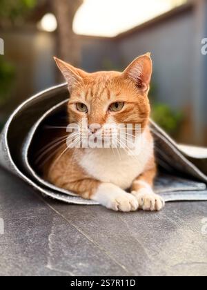 Eine Nahaufnahme einer Ingwerkatze, die sich bequem in einem gerollten Teppich entspannt. Der Hintergrund ist leicht verschwommen und unterstreicht den ruhigen Ausdruck der Katze Stockfoto