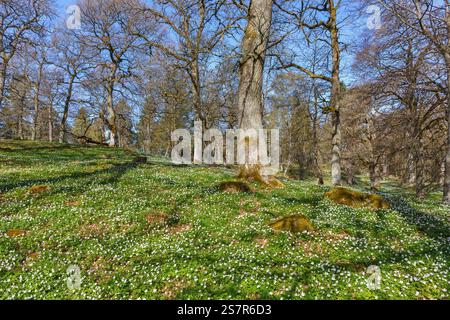 Wiese in einem Wald im Frühling mit blühender Holzanemone Stockfoto