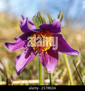 Nahaufnahme einer violetten Pasque-Blume in Blüte Stockfoto
