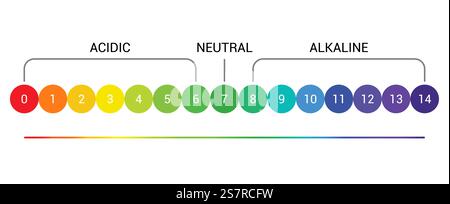 Diagramm der pH-Skalenanzeige: Saures alkalisches Maß. PH-Analyse Vektor-chemische Skalenwertprüfung. Diagramm der pH-Skalenanzeige: Saures alkalisches Maß. PH-Analyse Vektorwerttest auf chemischer Skala Stock Vektor