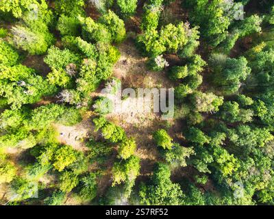 Blick aus der Vogelperspektive auf farbenfrohe Wälder und Wälder im Sommer, Karpaty - Slowakei Stockfoto