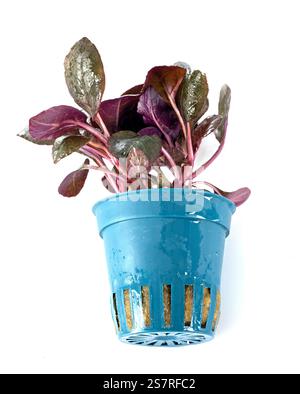 Lobelia cardinalis vor weißem Hintergrund Stockfoto