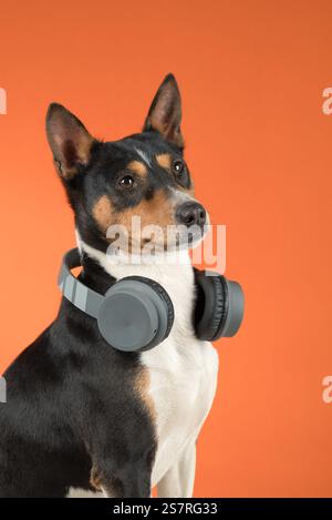 Basenji-Hund in riesigen grauen Kopfhörern auf orangefarbenem Hintergrund Stockfoto
