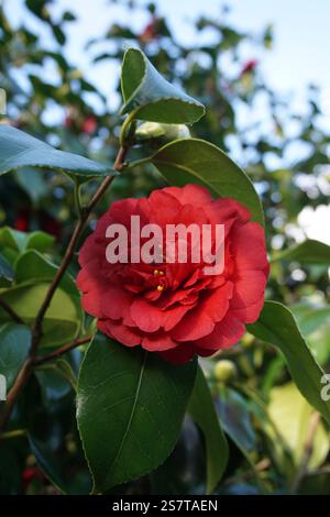 Frühblühende Kamelienblüten im Garten. Hübscher Blumenhintergrund. Roter Kamelienkopf und umliegende Blätter von immergrünem Sträucher Stockfoto