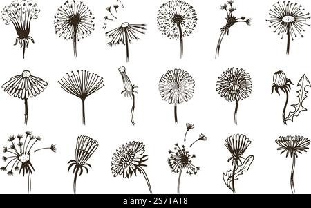 Blumen Löwenzahnskizze, Vintage Doodle Löwenzahn Samen fliegen. Hand gezeichnete florale Grafik, abstrakte Sommer Frühling Kunst Blüte neoterische Vektor Elemente der Löwenzahn Vintage Blume Skizze Illustration. Blumen Löwenzahnskizze, Vintage Doodle Löwenzahn Samen fliegen. Handgezeichnete florale Grafik, abstrakte Sommer Frühling Kunst Blüten neoterische Vektorelemente Stock Vektor