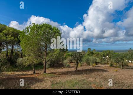 Wunderschöne hügelige Landschaft in Alentejo, Portugal Stockfoto