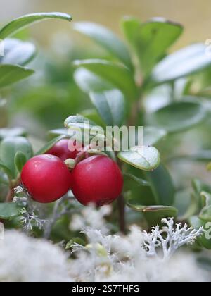 Rote reife Beeren von Kuhbeere, Vaccinium vitis-idaea, essbare Wildbeerpflanze aus Finnland Stockfoto
